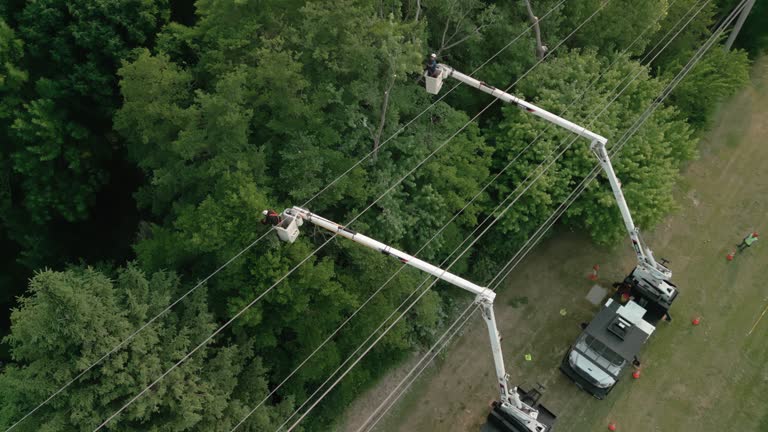 How Our Tree Care Process Works  in  Batavia, OH