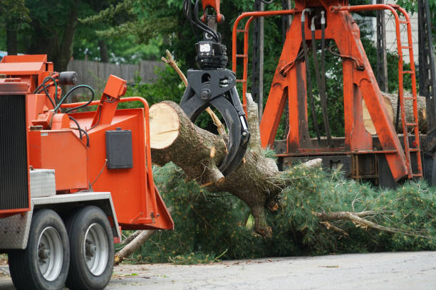 Best Tree Mulching  in Batavia, OH